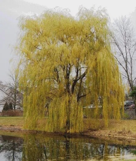 Willow Golden Weeping