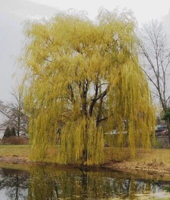 Willow Golden Weeping