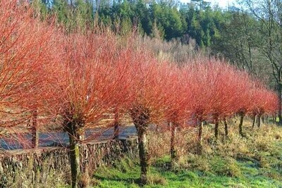 Willow salix alba var. vitellina &#39;britzensis&#39; &quot;Scarlett Willow&quot;