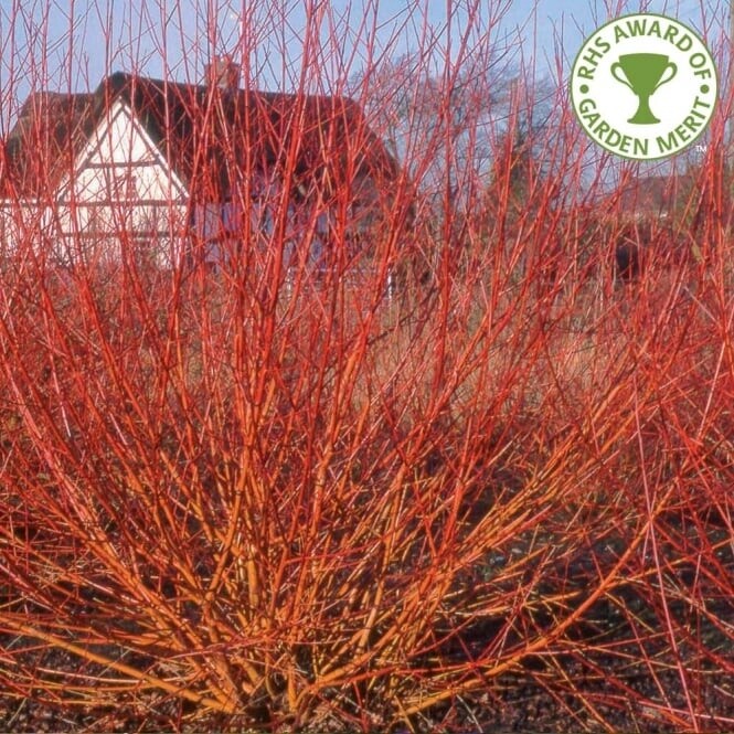 Willow Salix alba var. vitellina &#39;Yelverton&#39; Tree