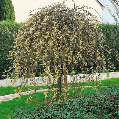 Willow Salix Caprea Kilmarnock