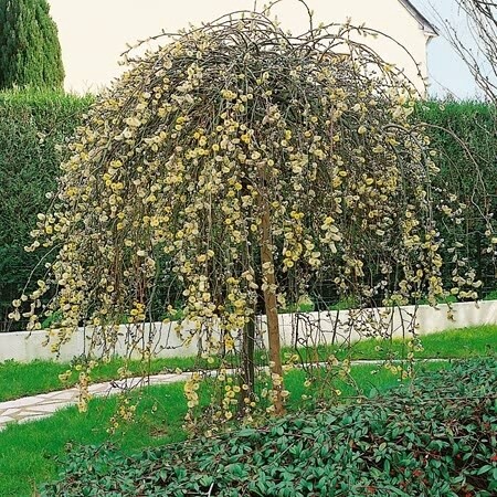 Willow Salix Caprea Kilmarnock