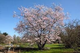 Prunus  Accolade Pink (Flowering Cherry)