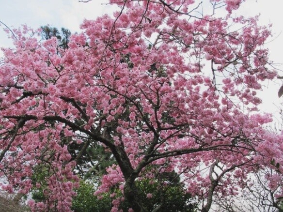 Prunus campanulata &#39;Pink cloud&#39;