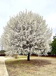Pyrus calleryana ‘Bradford’