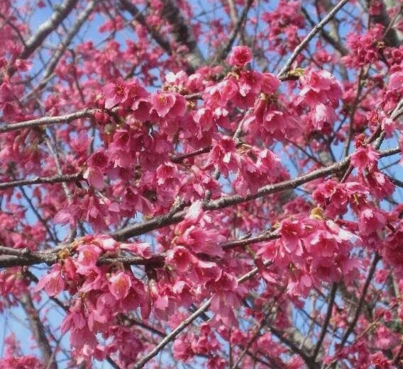Prunus campanulata &#39;Superba&#39;