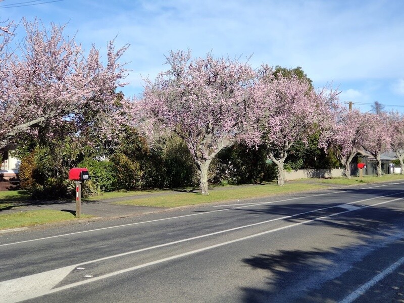 Prunus &#39;Mountain Haze&#39;