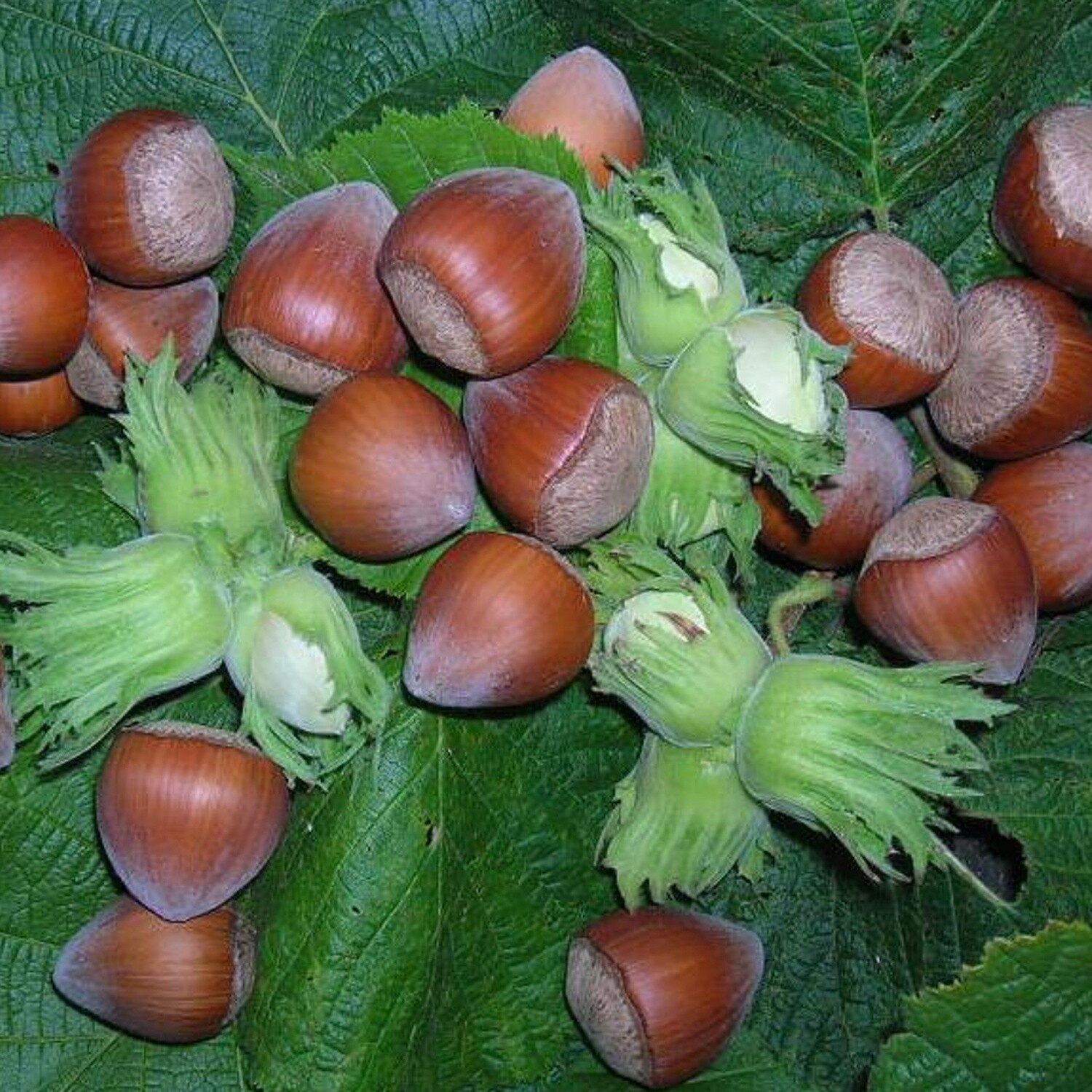 Hazelnut (grown from cuttings)