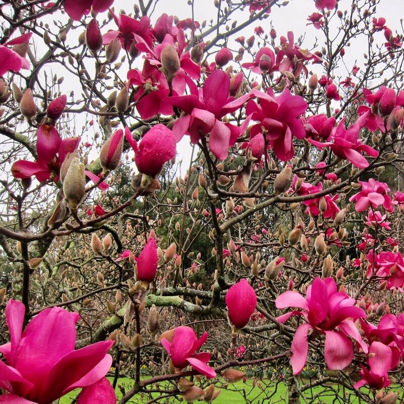 Magnolia Vulcan - BARE ROOTED