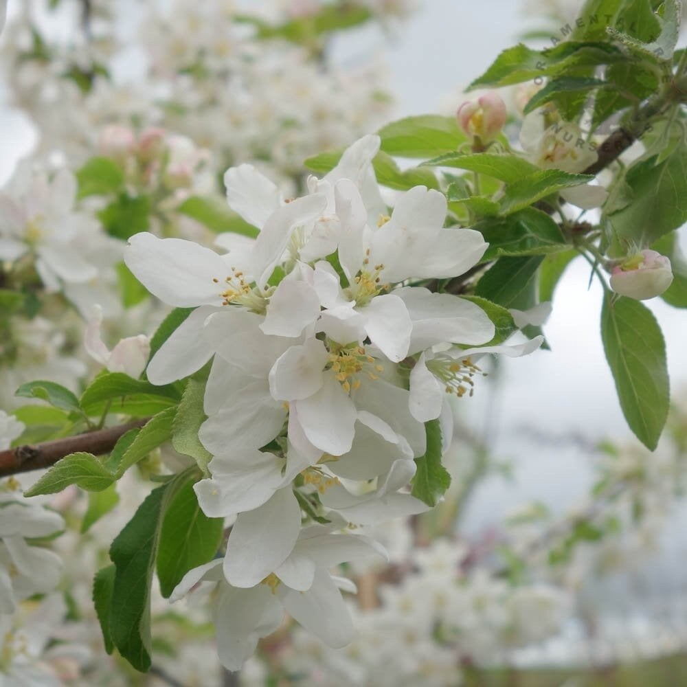 Malus &#39;Jelly King&#39;