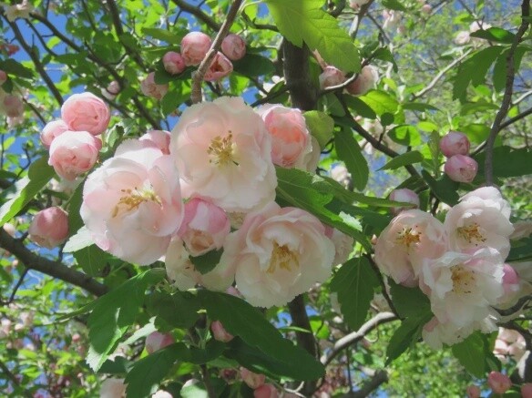 Malus Ioensis Plena