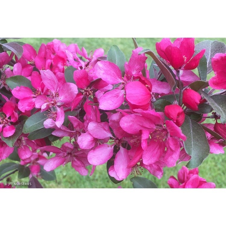 Malus &#39;Profusion&#39;