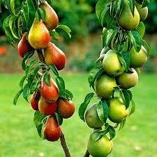 Dual Pears