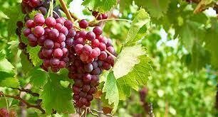 Grapes