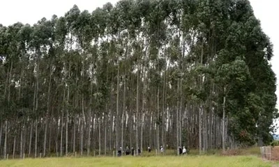 Timber