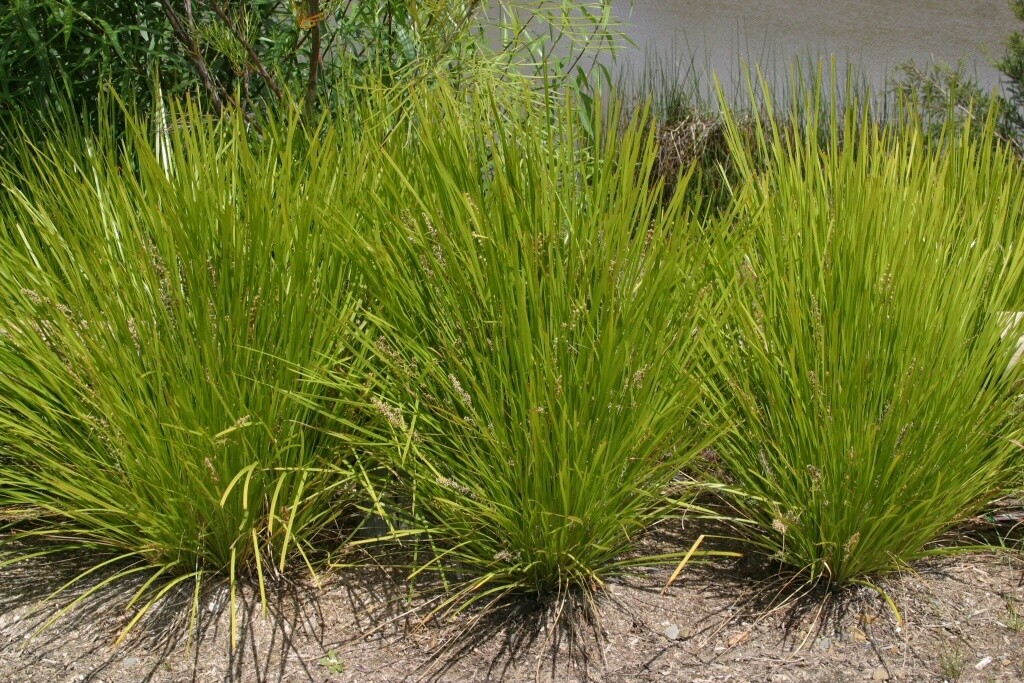 Lomandra Lime Tuff