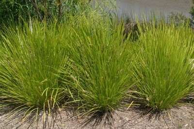 Lomandra Lime Tuff