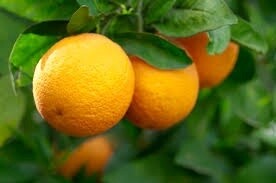 Citrus Mandarin Okitsu