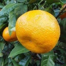 Citrus Mandarin Kawano