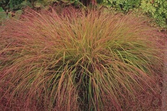 Anemanthele lessoniana (Wind Grass)