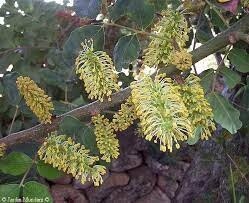 Carob