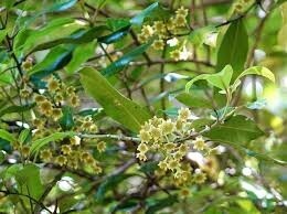 Pigeonwood (Hedycarya arborea)