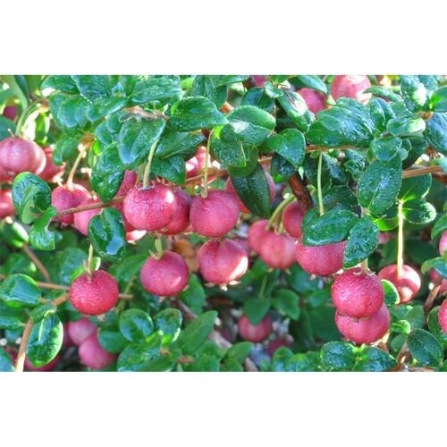 Chilean Guava (Myrtus Ungi)