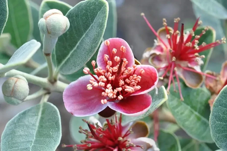 Guava