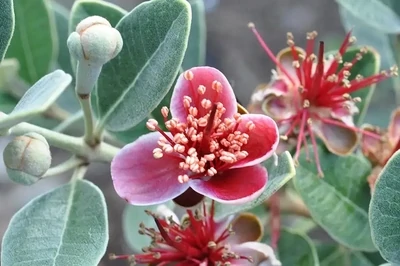 Guava