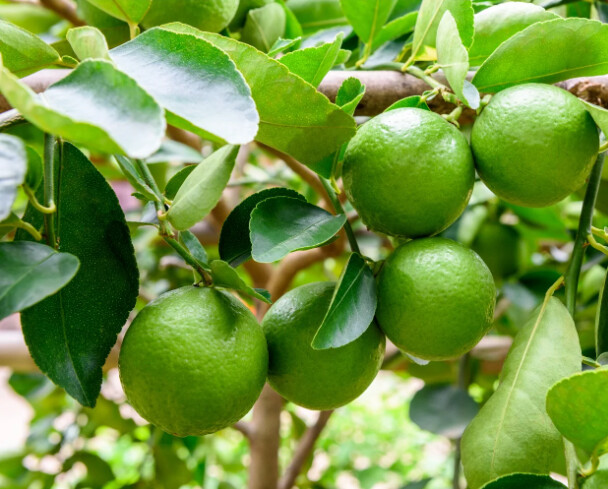 Citrus Lime Tahitian