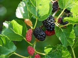 Morus nigra (Black Mulberry)
