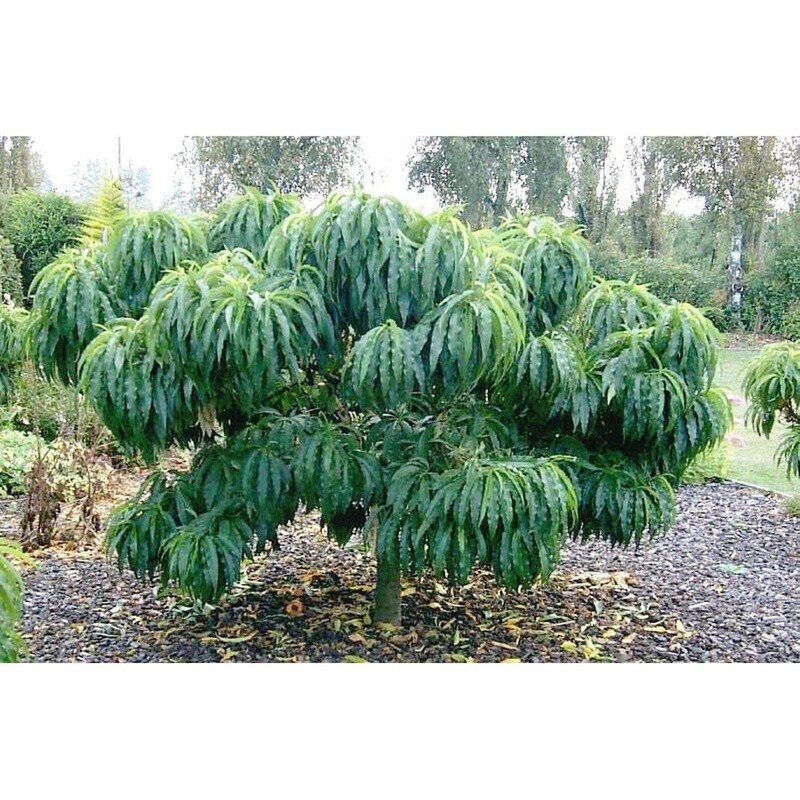 Peach Honey Babe (Dwarf) - BARE ROOTED