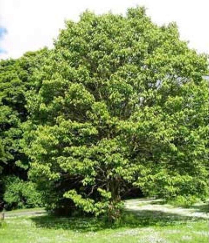 Japanese Raisin Tree