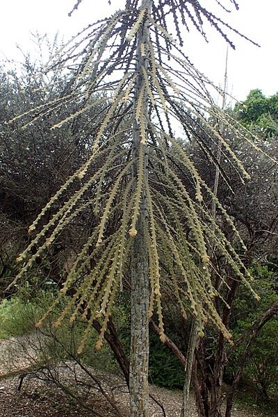 Fierce Toothed Lancewood (P. ferox)