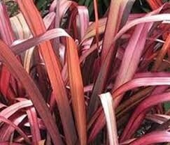 Flax Phormium &#39;Rainbow Red&#39;