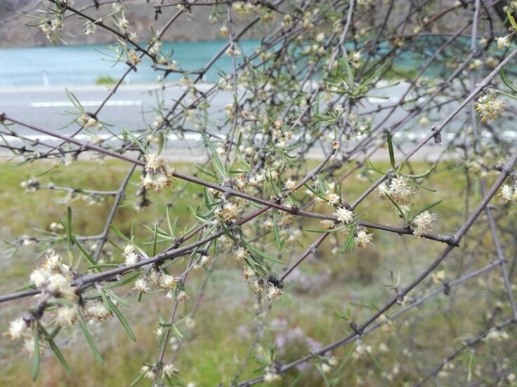 Olearia lineata (Small-leaved Tree Daisy)