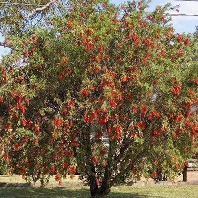 Callistemon Kings Park Special