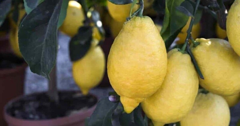 Citrus Lemon Villa Franca