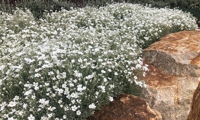 Cerastium tomentosum - Snow in summer