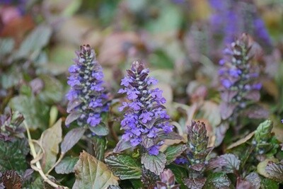 Ajuga