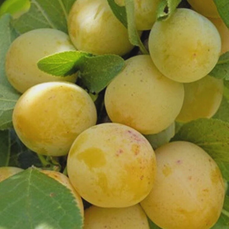 Plum Reine Claude de Bavay