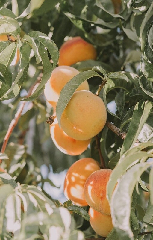 Peach Golden Queen