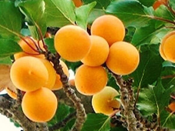 Apricot Gold Nugget