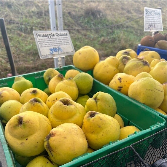 Quince Pineapple