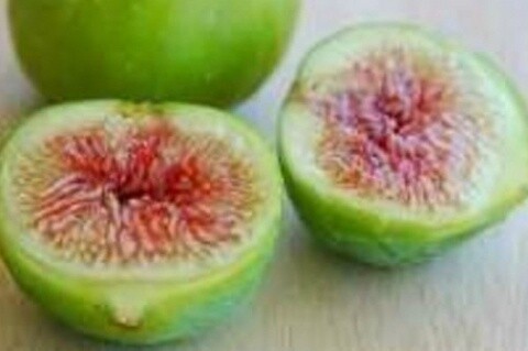 Fig Ventura