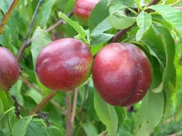 Nectarine August Red