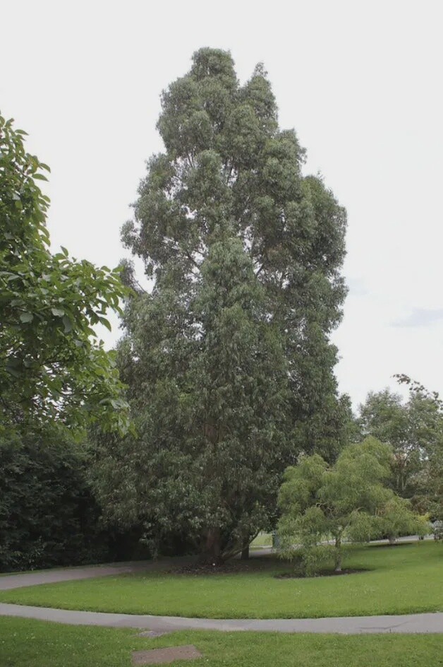 Eucalyptus johnstonii