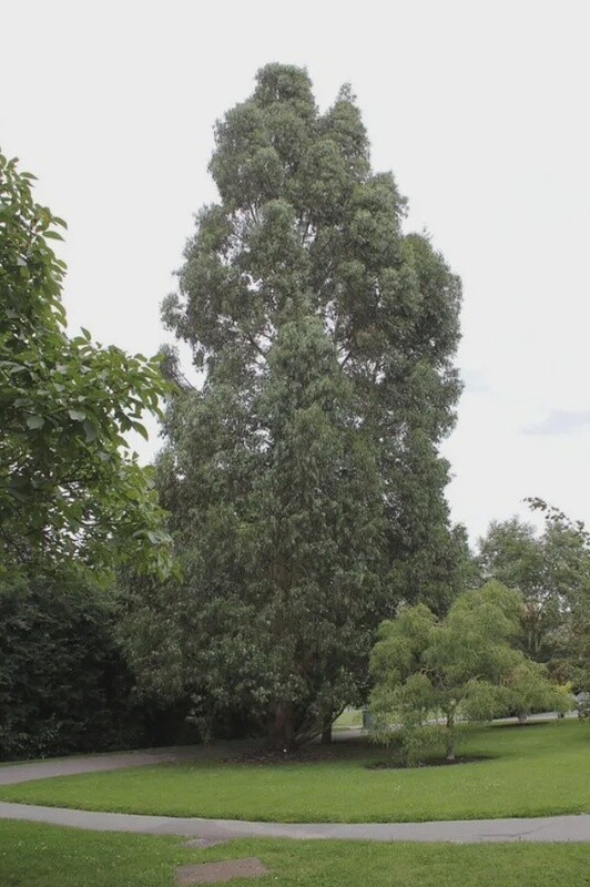 Eucalyptus johnstonii