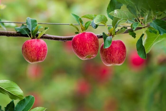 Apple Royal Gala ESPALIERED