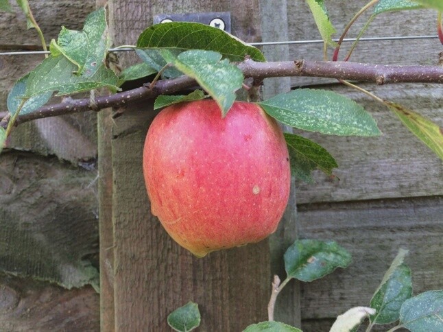 Apple Braeburn ESPALIERED